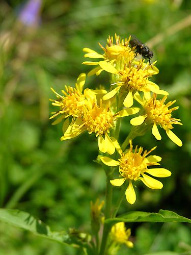 Blüten | Echte Goldrute | Flora | Natur im Austria-Forum